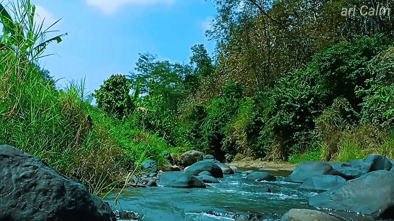 Relax with Gentle Stream and Babbling Water Sounds in a Peaceful Green Forest #g