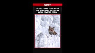 Spotted! Rare Sighting Of The Himalayan Red Fox In The Snow-Covered Zojila Pass In J&K