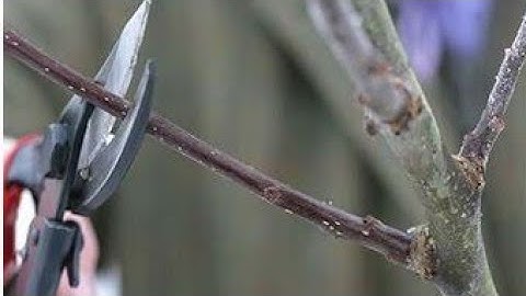 Training and pruning of horticultural crops ||fundamentals of horticulture||