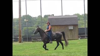 TWHBEA reg. gray gelding