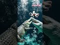 😱 Deep Sea Monster Battle! 🦈🐊🐙#Shark #Crocodile #Octopus #OceanBattle #ViralVideo #SeaMonster #viral