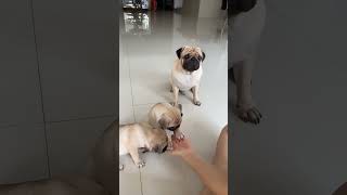 Pug Mom Playing With Her Three Kids |  Pug Mom Daily Life With Her Kids #pug  #pugmom