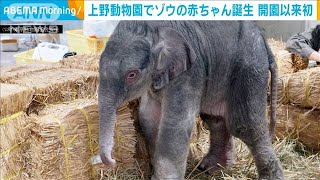 上野動物園でゾウの赤ちゃん誕生　開園以来初めて(2020年11月2日)