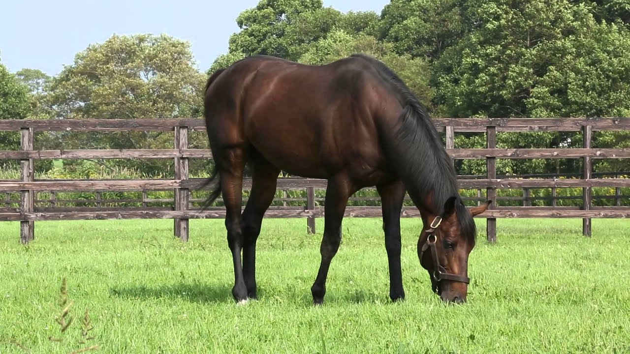 ストロングリターン YouTube