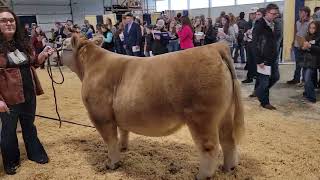 JJC 2023 Market Steers