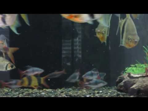 Video: Kosicefin Barb (Dawkinsia Arulius)