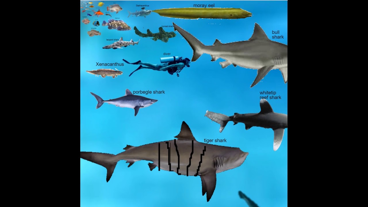 fish size comparison largest fish YouTube