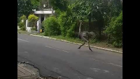 Ostrich.mp4