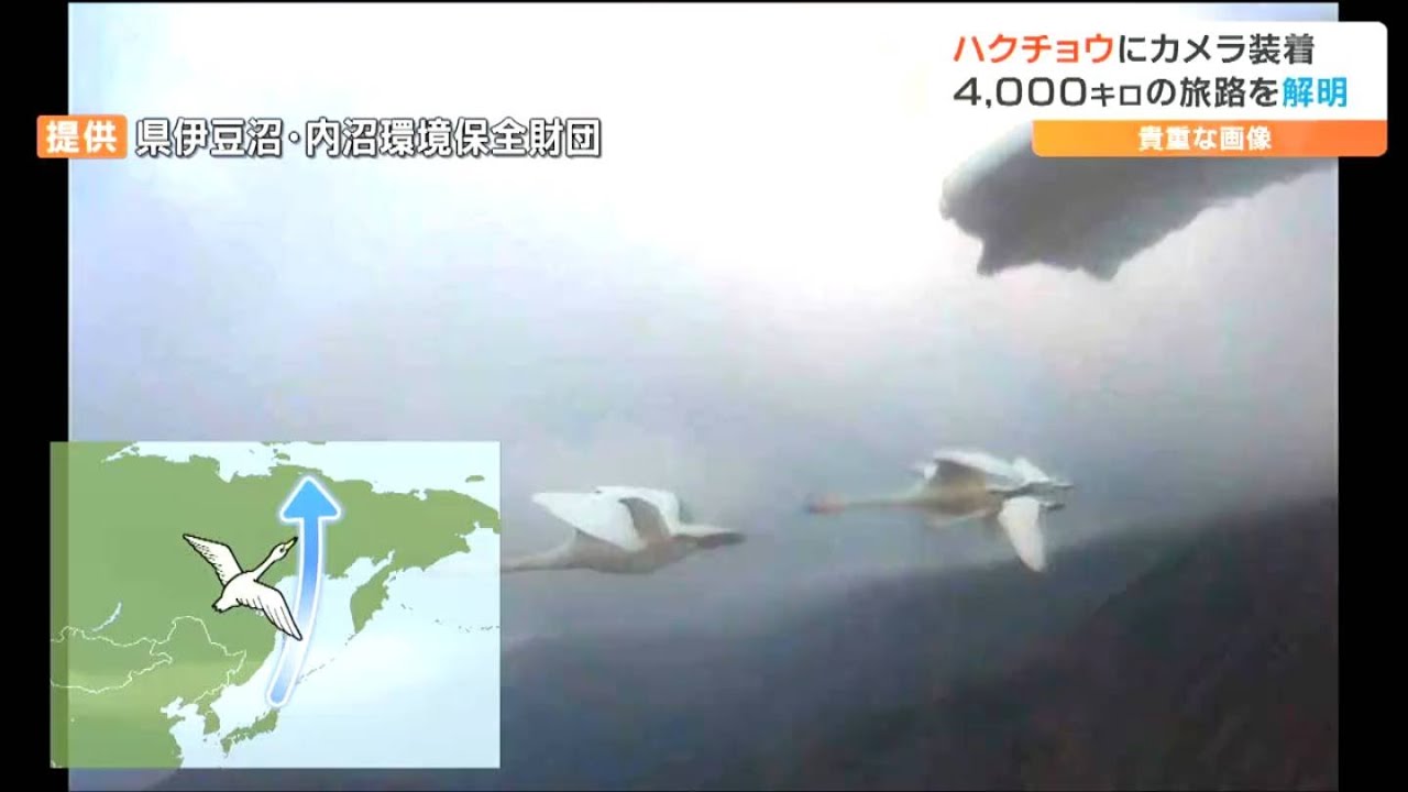 ツンドラとはまったく違った景色」ハクチョウ目線カメラで初めて捉えた