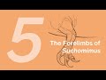 Thabo the Suchomimus 5: The Forelimbs | Learn to Draw Dinosaurs with ZHAO Chuang