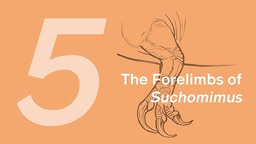 Thabo the Suchomimus 5: The Forelimbs | Learn to Draw Dinosaurs with ZHAO Chuang