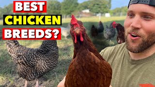 HOW TO SELECT THE RIGHT LAYING HEN BREEDS FOR YOUR HOMESTEAD