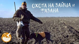 Уникальные кадры результативной охоты на фазанов и зайцев в Запорожской области.Охотничий дневник #3