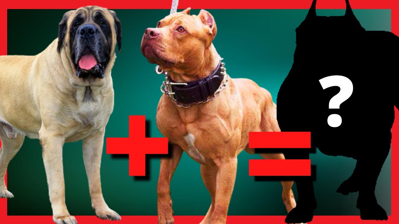 MIX de Mastiff inglês e mastim napolitano [Que você precisa conhecer] 