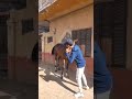يلا يا زيكوا عالاسطبل خيل Arabichorse اكسبلور Arabianhorse السمان 