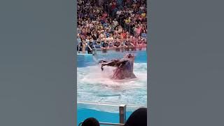 Download lagu jessica radcliffe orca attack#sad #radcliffe