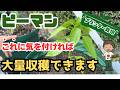 【ピーマン】プランターに植える時は○○に気を付けてください 【家庭菜園】