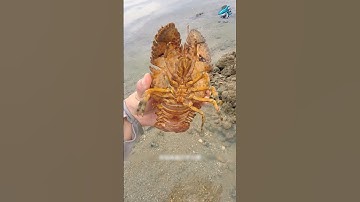 Đây là loài sinh vật có lớp vỏ cứng nhất thế giới | Review bắt hải sản#reviewbathaisan #food #review