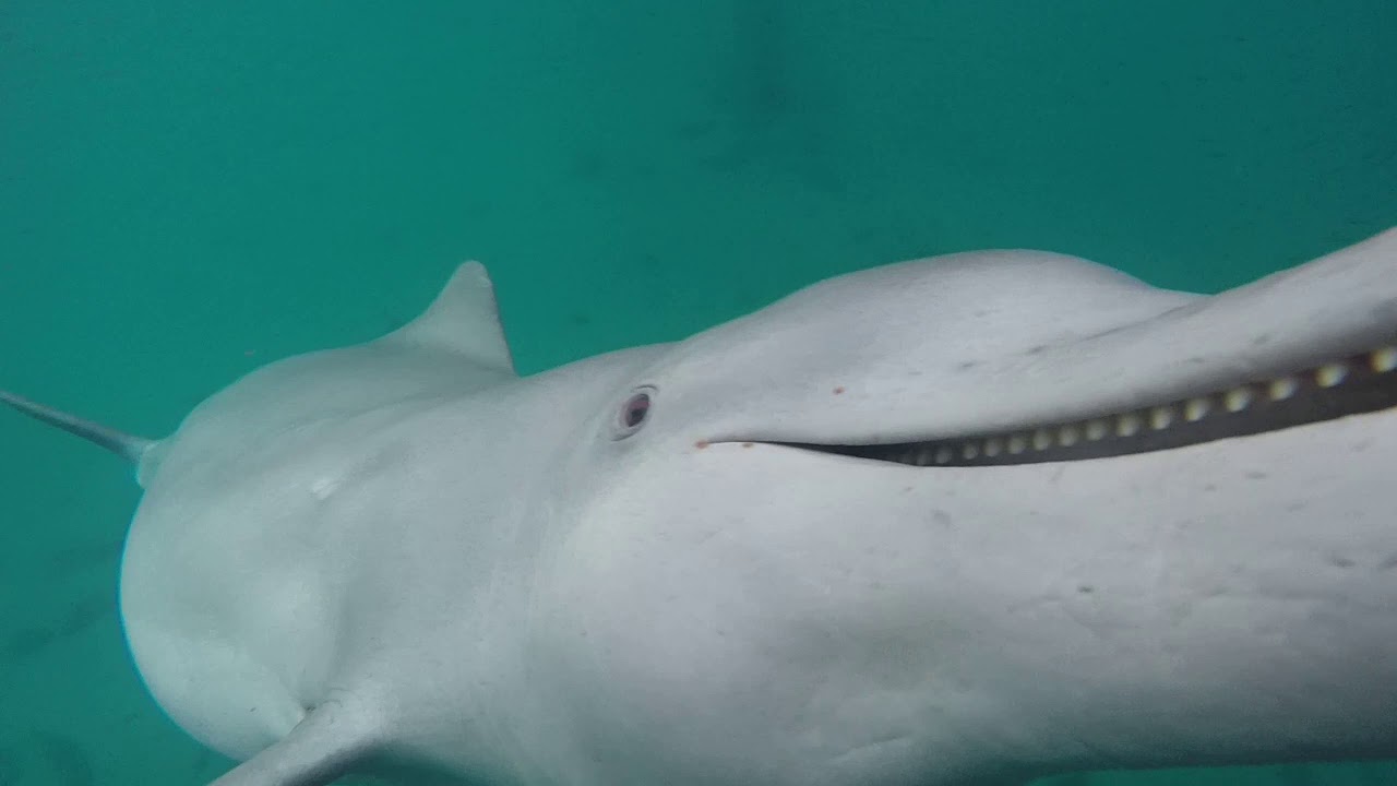 DOLPHIN ENCOUNTER Stradbroke island, Amity point