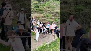 Foreign tourists experiencing terraced rice paddy plowing in Guilin 国外游客体验桂林梯田耕作 #tour #travel #旅行