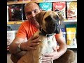 Bull Mastiff The Giant at 4 months by Baadal Bhandaari pathankot 9878474748