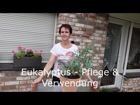 Der Königs-Eukalyptus | Unter Bäumen | ARTE Family