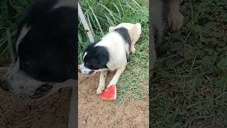 น้องหมาชอบแตงโม 🍉