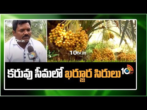 కరువు సీమలో ఖర్జూర సిరులు | Anantapur Farmer Successful In Cultivation of Dates | Matti Manishi