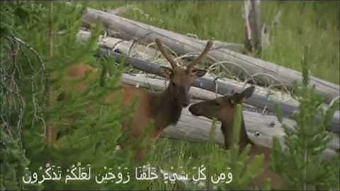 ففروا الى الله-تلاوة بديعة من الذاريات للشيخ معاذ زغبي