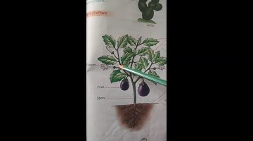 Class 2 | E. V. S. | Chapter 14 | Plants Around Us