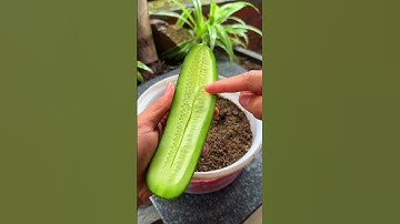 Try growing cucumbers this way #shorts #cucumber