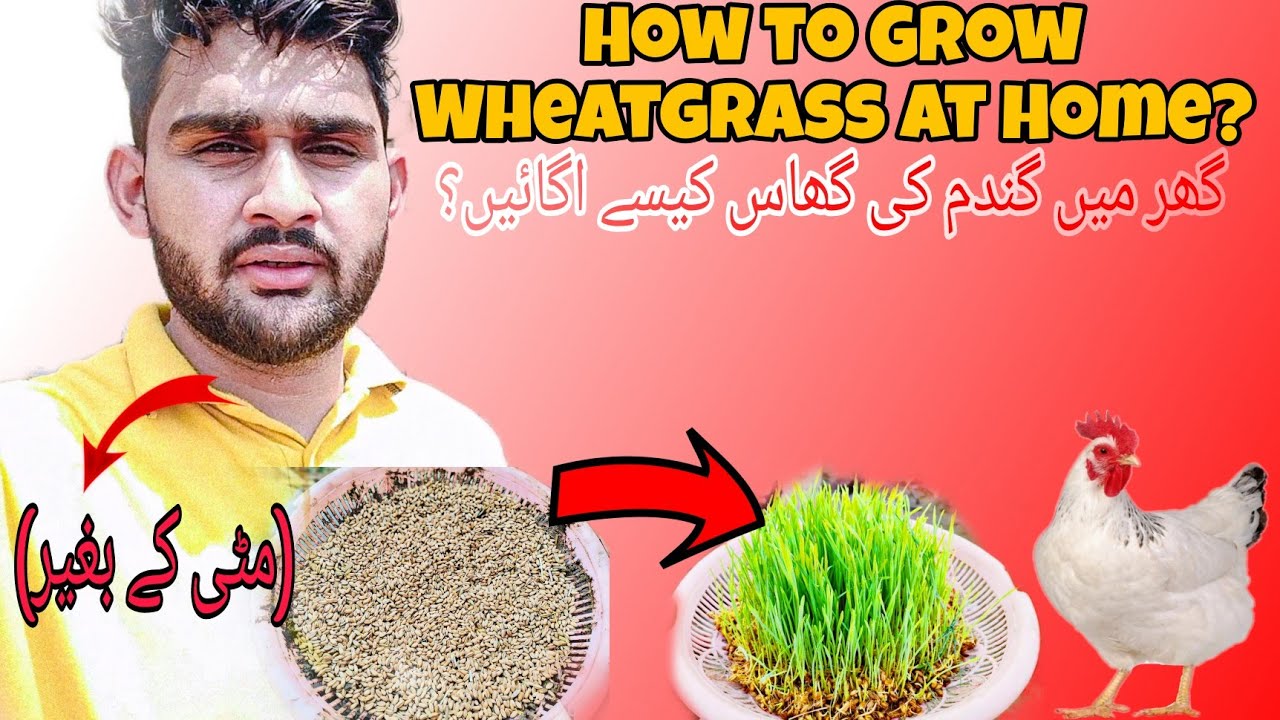 How to Grow Wheatgrass at Home?🤔|Without Soil🤩|information|Green feet for chicken