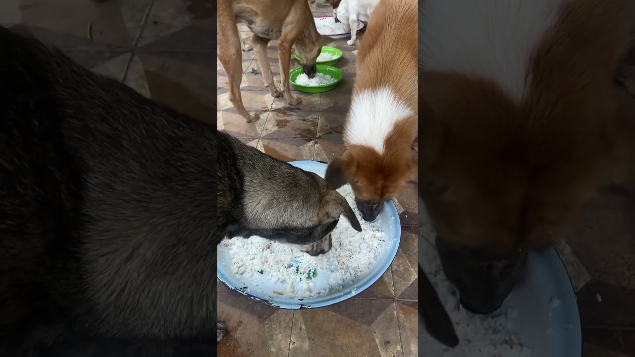 The dogs look so hungry during eating food 