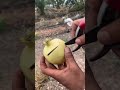 Have You Ever Tried Sweet White Pomegranate? 🤍🍎