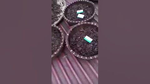 Công đoạn phơi Hà Thủ Ô đỏ