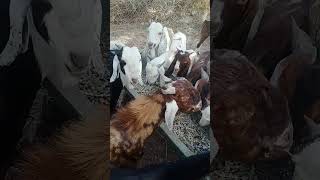 goats | goats video | animals video