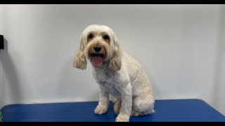 Cute Cockapoo Groom | Dog Grooming by Go Fetch Grooming 889 views 1 year ago 16 minutes