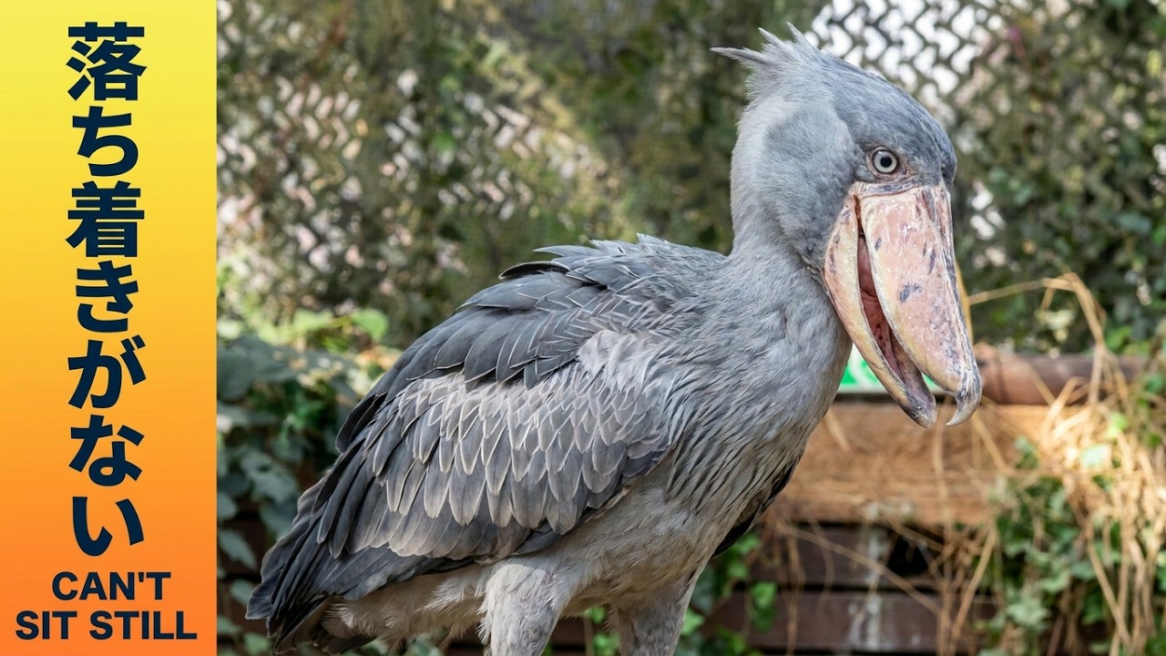 Shoebill can't sit still じっとしてられないハシビロコウ - YouTube