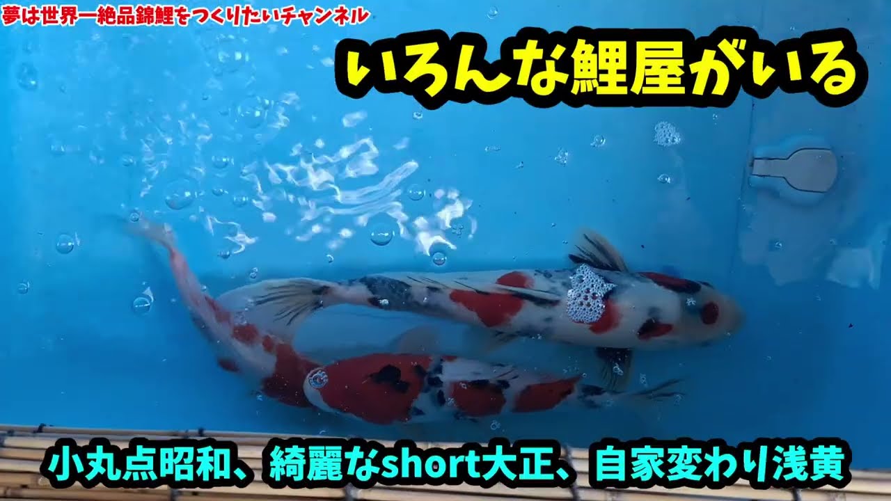 鯉の預かり　大きくなるまでの預かりしてます ジャンボ当歳預かりイベント2026】AP2026-053の出品鯉のご紹介