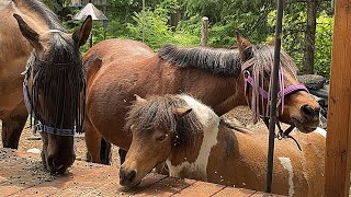 Sven decided to have a stretch and a walk with Grace on his back with no saddle or reins. Fun!