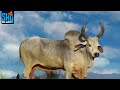 Most Interesting And Unique Species Of Cow Zebu