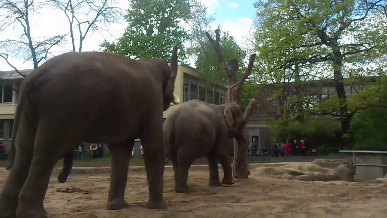 asiatische-elefanten-im-berliner-zoo-pflanzen-sich-fort-youtube