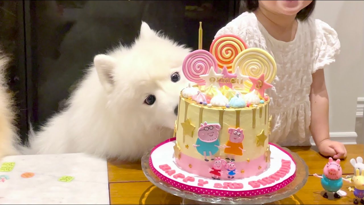 ⁣My dog can’t focus on celebrating her baby sister’s birthday because of so many distractions