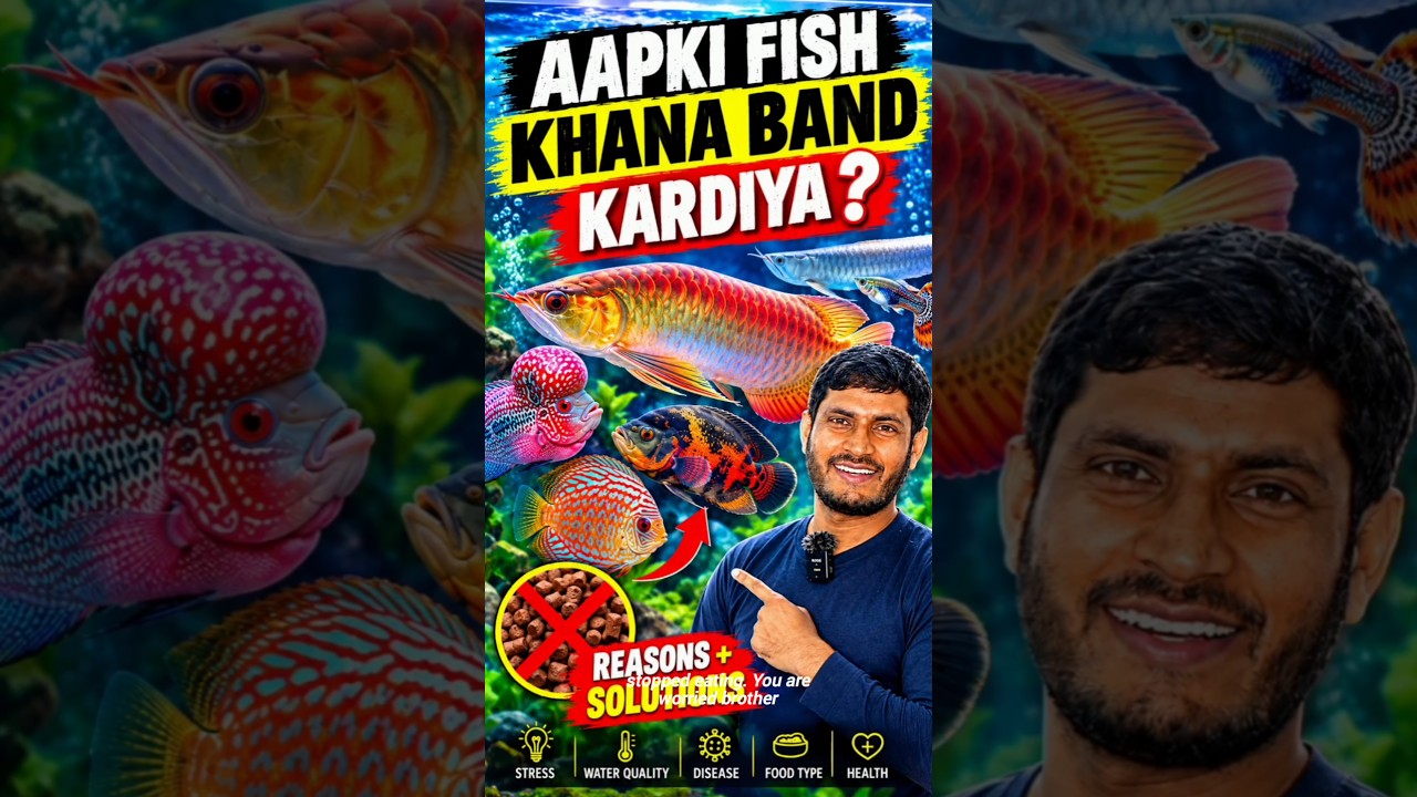 Fish Khana Nahi Kha Rahi? Ye Galtiyan Mat Karo! Fish stop eating what to do