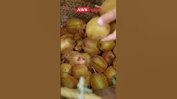Thumbnail of Fakta Buah Kiwi yang berkhasiat namun asalnya bukan dari Selandia Baru #newzealand #china #takjil