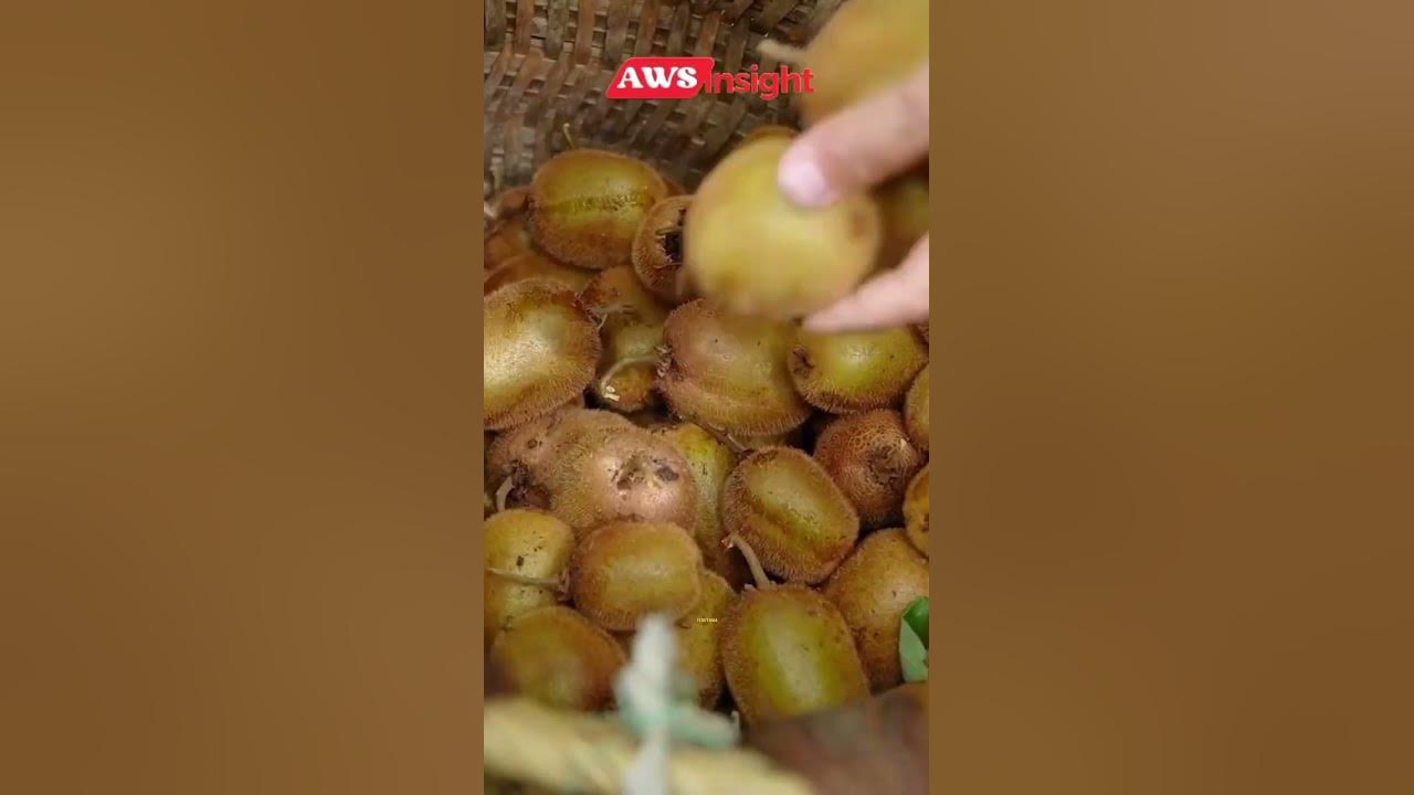 Fakta Buah Kiwi yang berkhasiat namun asalnya bukan dari Selandia Baru #newzealand #china #takjil