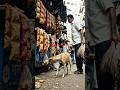 Poor dog has no money.Brave dog ( continue part 1