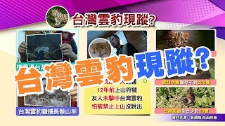 台灣雲豹滅絕35年重現? 疑現蹤台東 瀕臨動物絕種危機? 國民大會 201903202 (完整版)