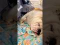 blanket