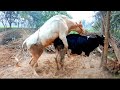 Beautiful Cow mating first time video